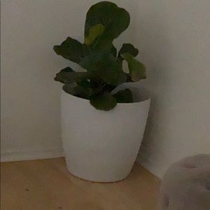 Meet your Posher, Fiona